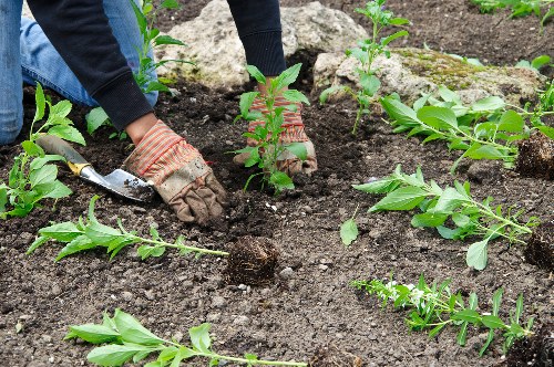Gardener performing seasonal maintenance in a communal courtyard
