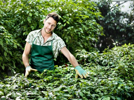 Gardener trimming a hedge in Shadwell